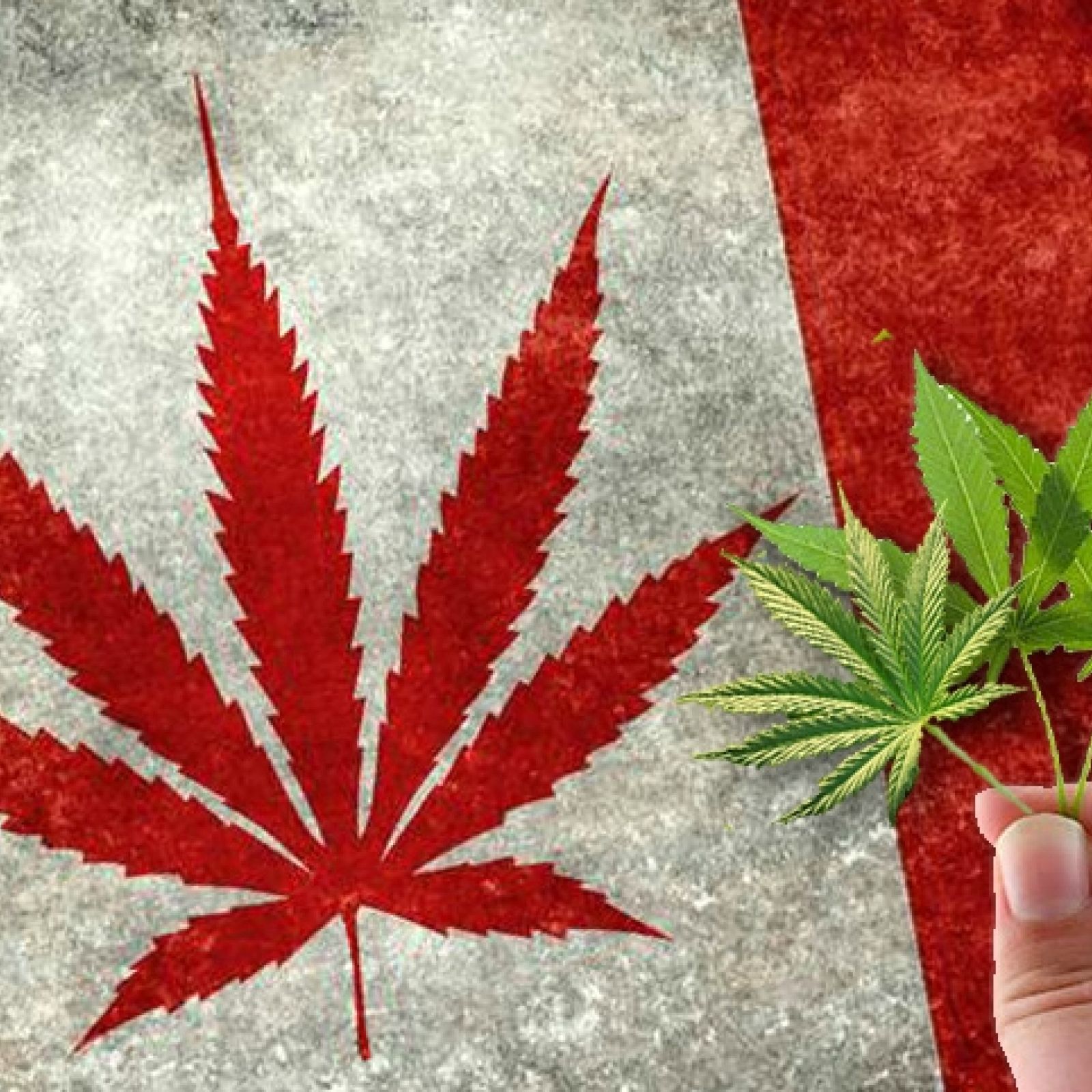 Canadian flag with cannabis leaves