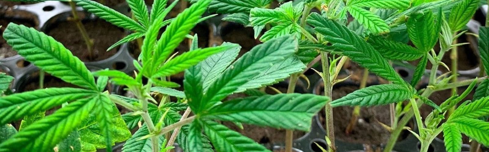 Cannabis plant clones genetics strains starts
