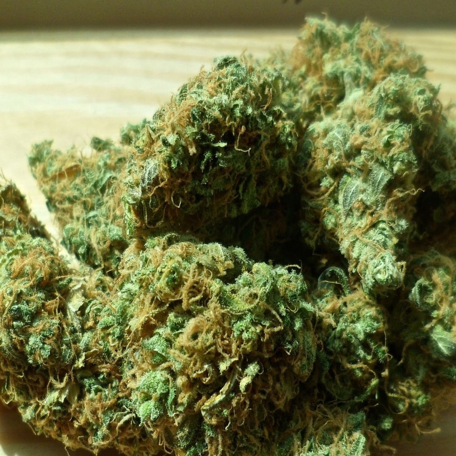 cannabis flower buds