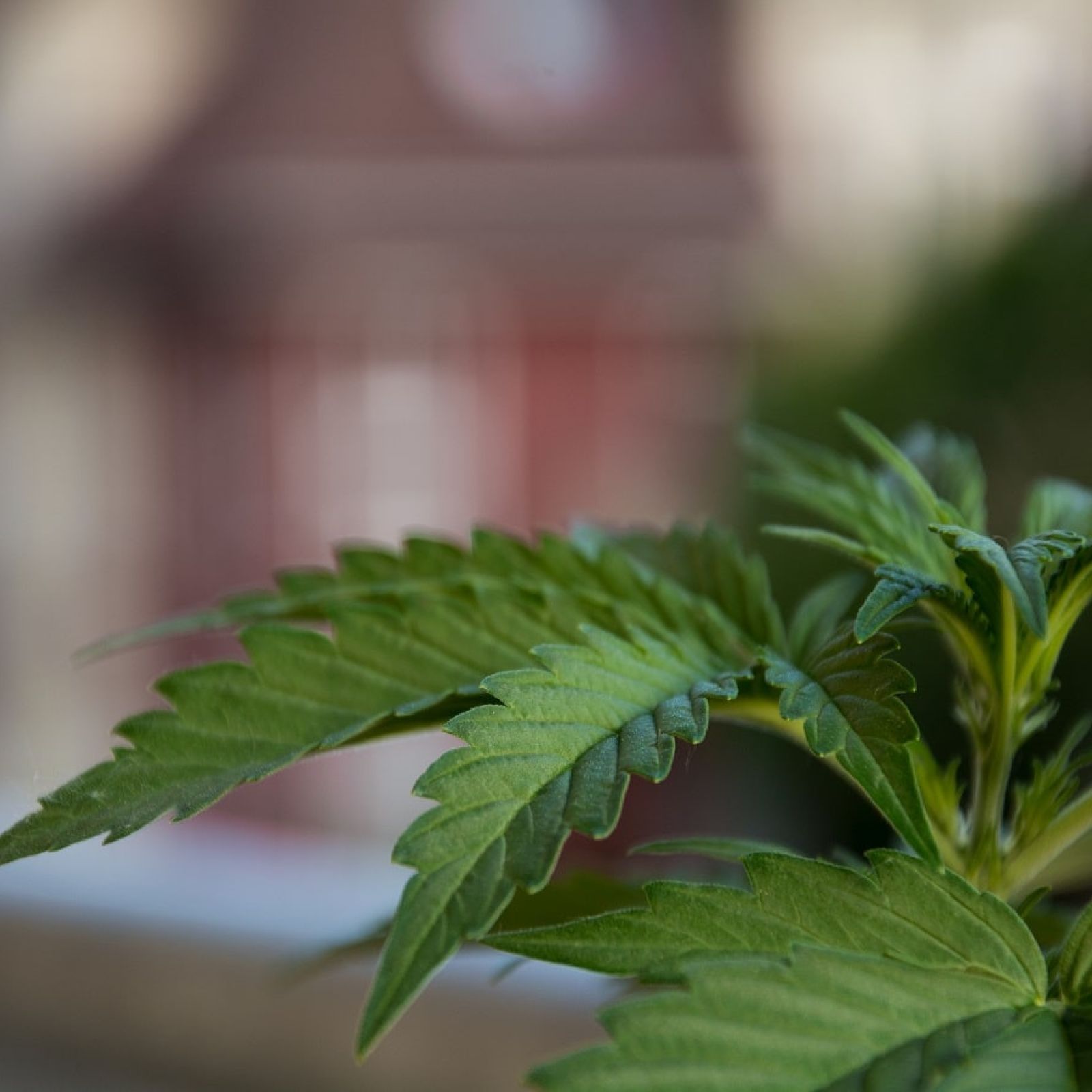 cannabis plant in jamaica