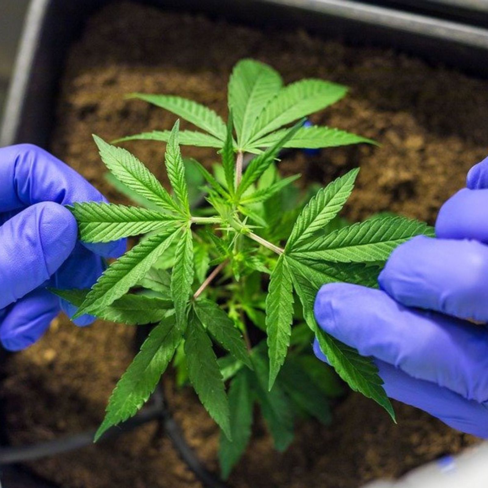 medical cannabis plant