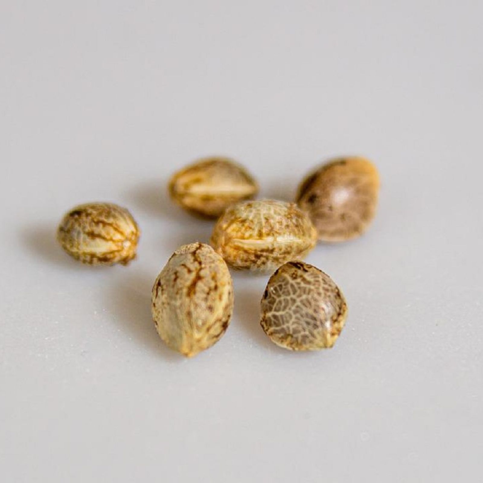 cannabis seeds