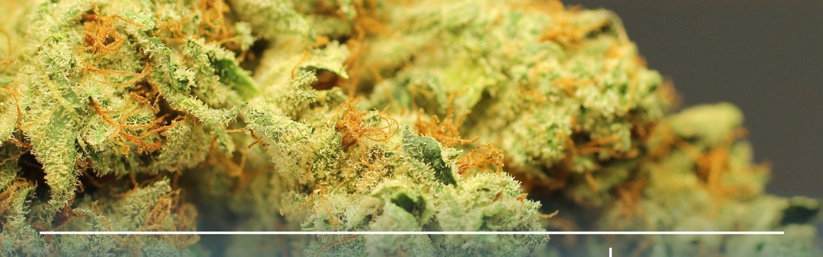 german cannabis clubs pronova bkk poll