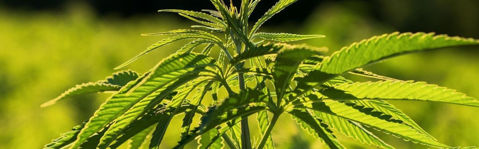 industrial-hemp-plant-field