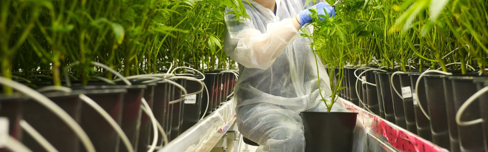 Tilray vegetative plants