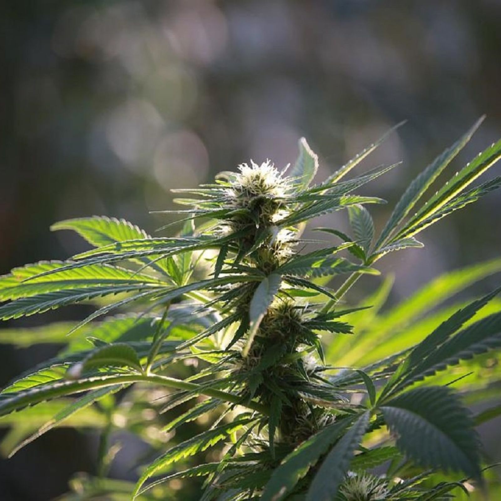 hemp-cannabis-flower-plant-garden-outdoor