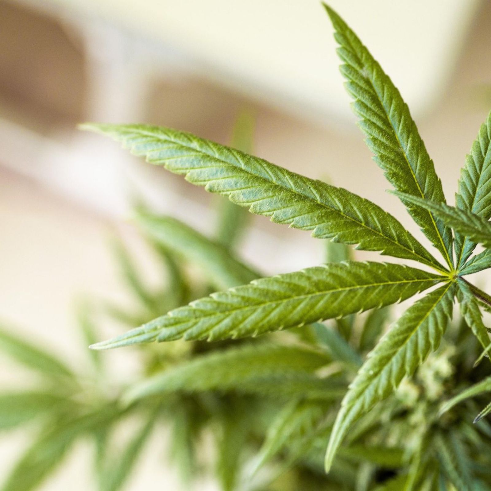 cannabis plant leaf leaves