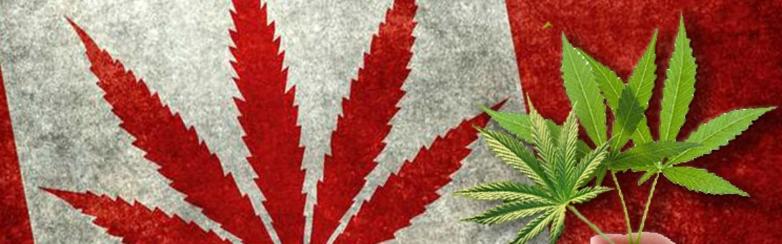 Canadian flag with cannabis leaves