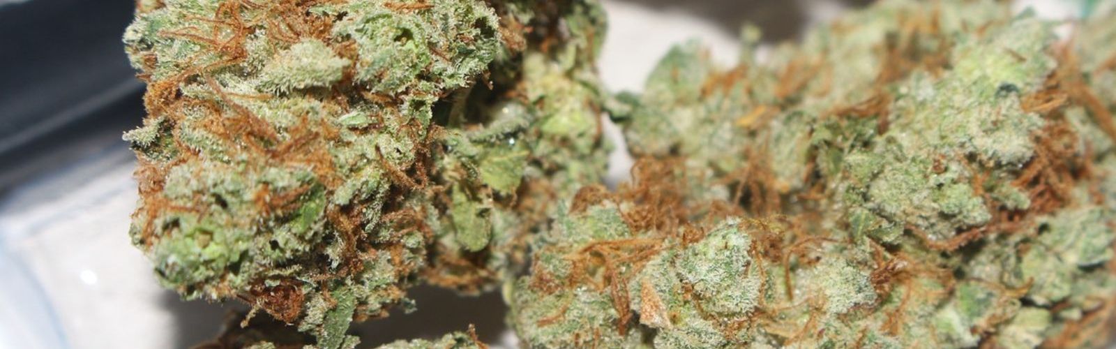 cannabis flower bud buds