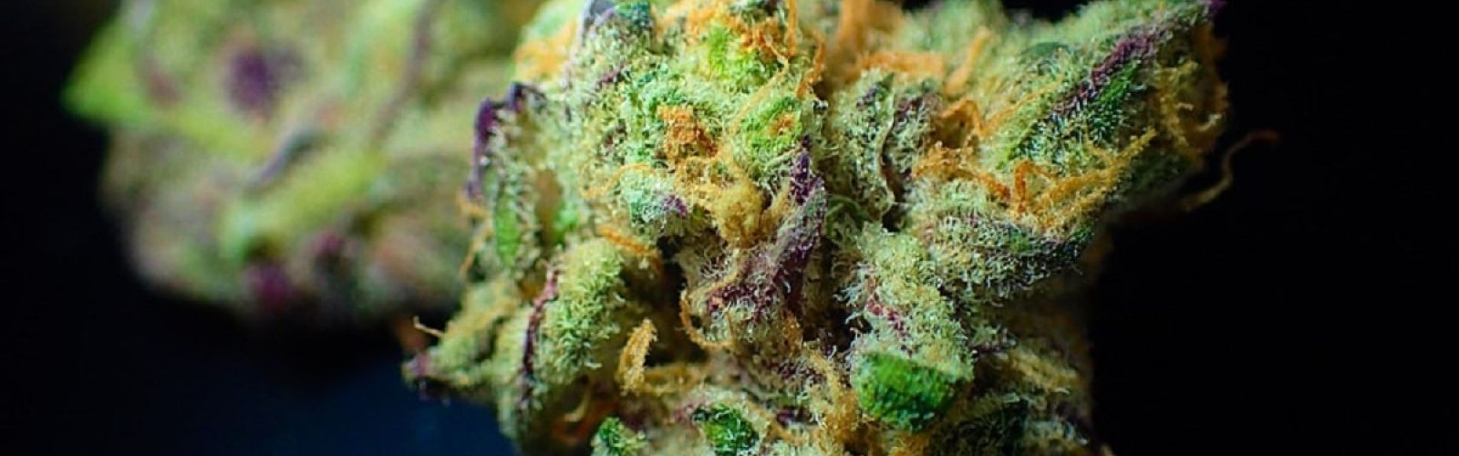 cannabis flower plant