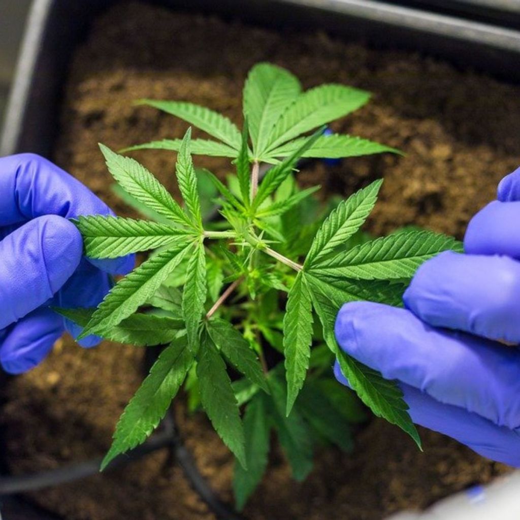 Cannabis Cultivation Associations Moving Forward In Lower Saxony