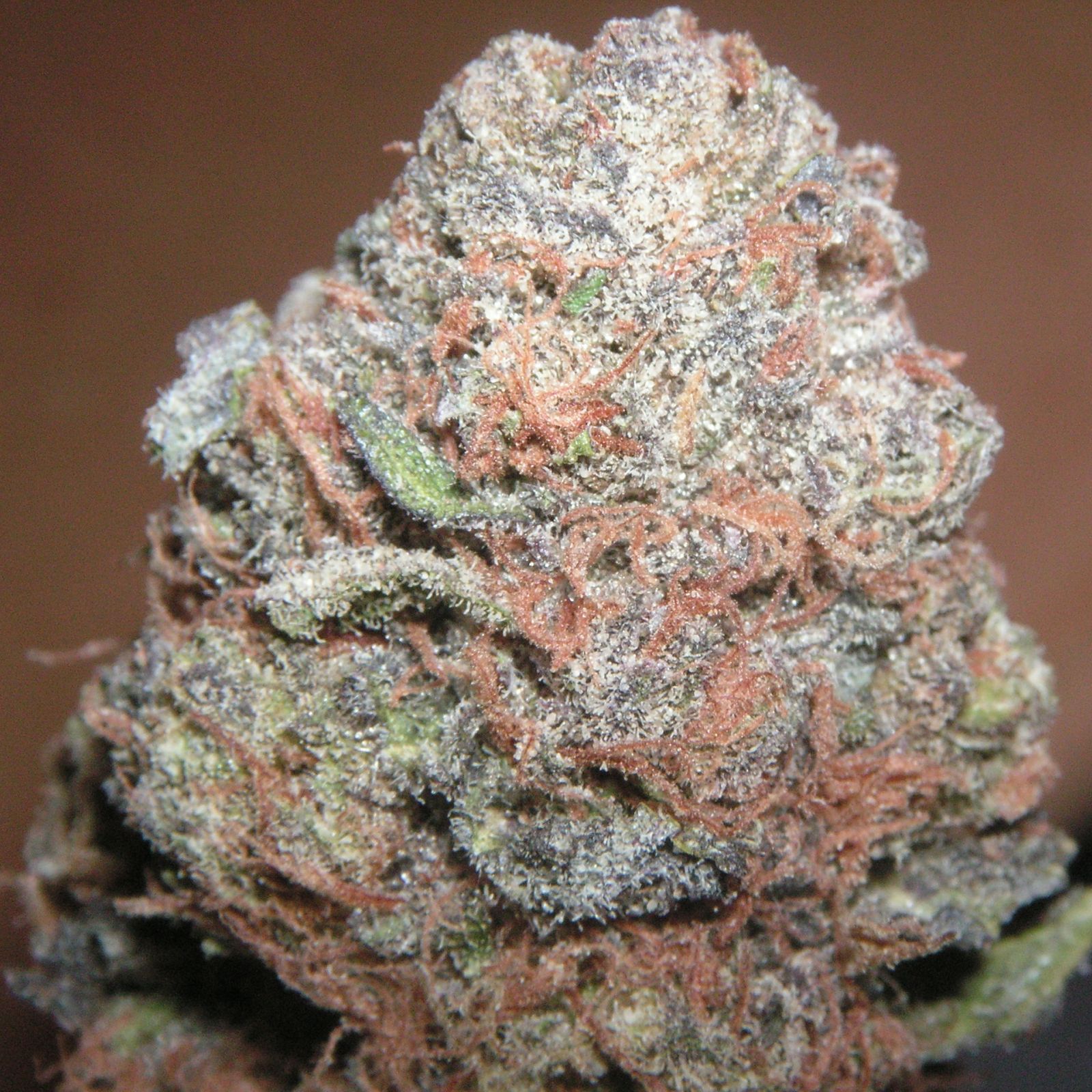 PurpleKushWeed