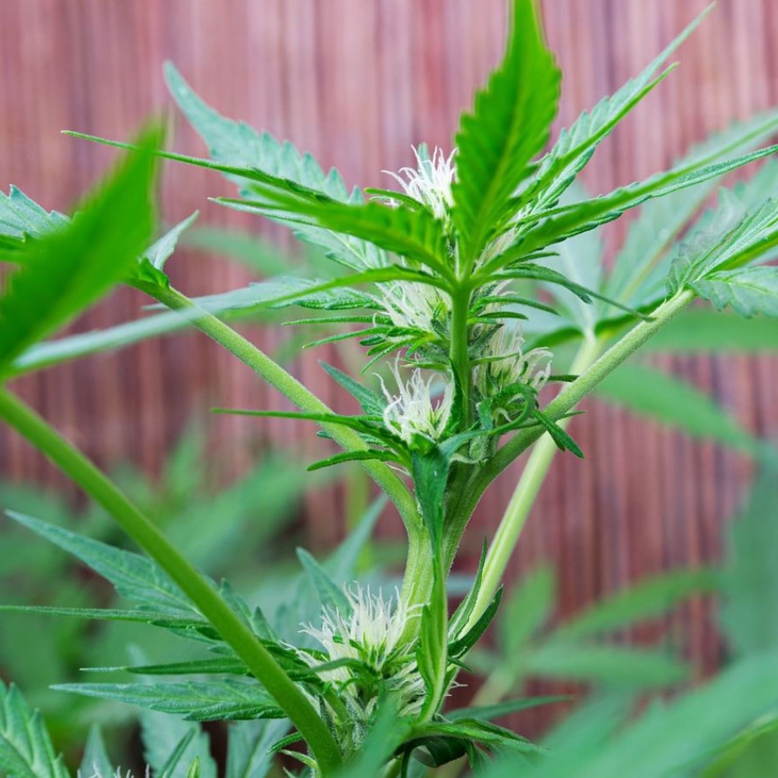 Cannabis plant flower bud budding flowering