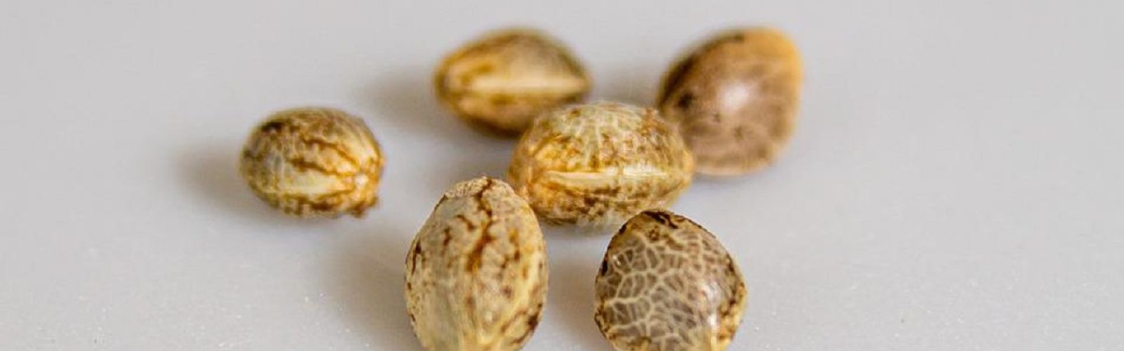cannabis seeds