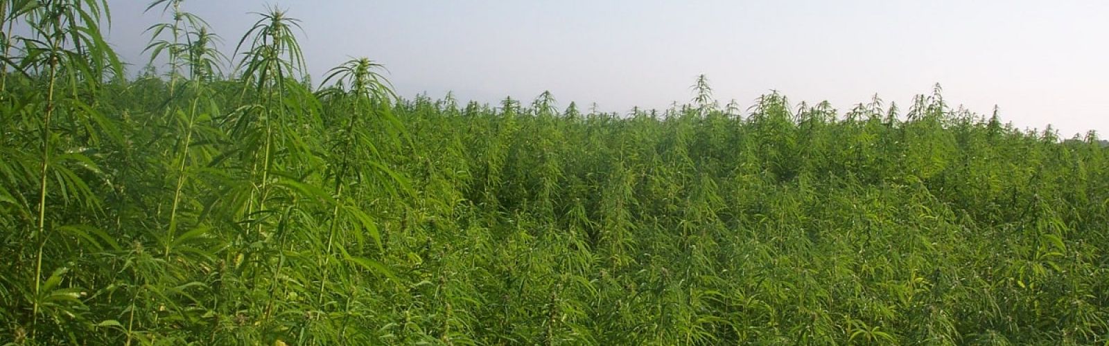 industrial hemp field