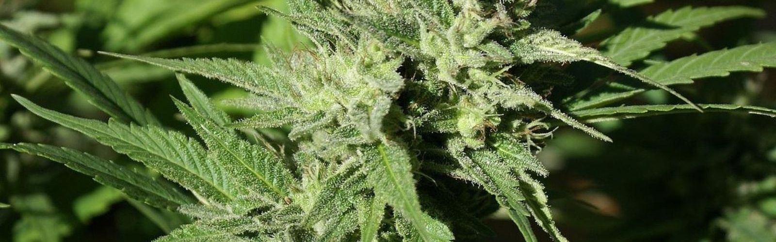 cannabis plant bud
