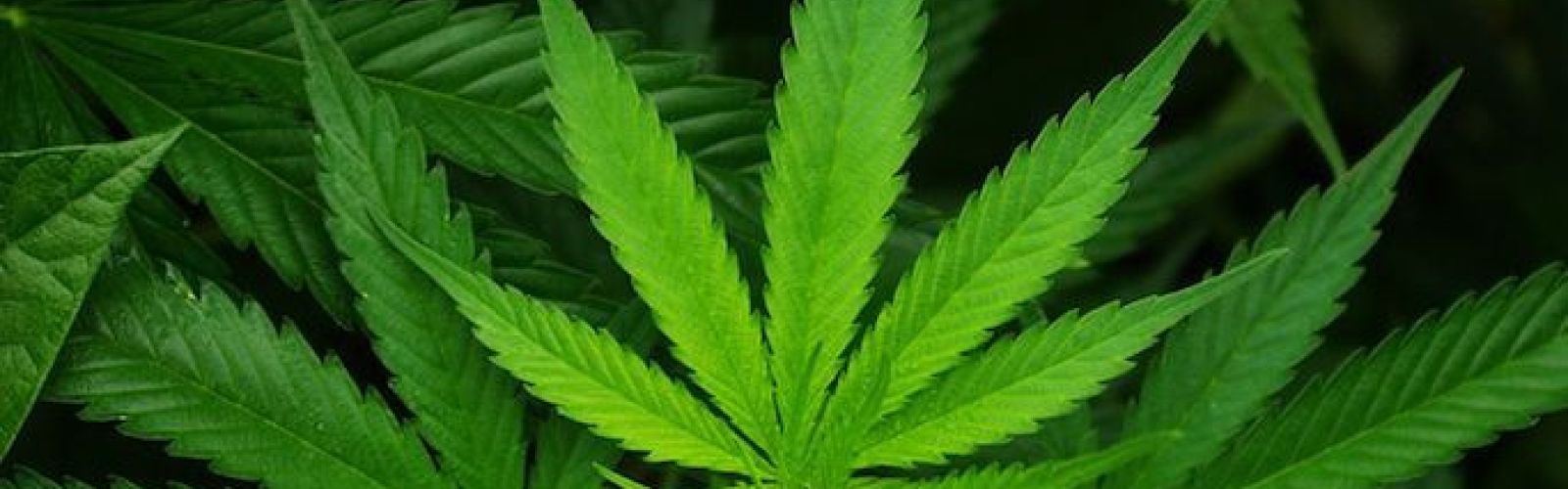 Cannabis hemp leaf