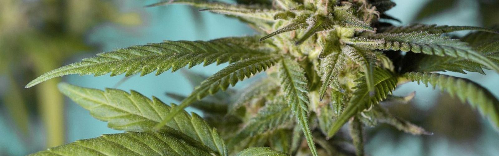 cannabis plant