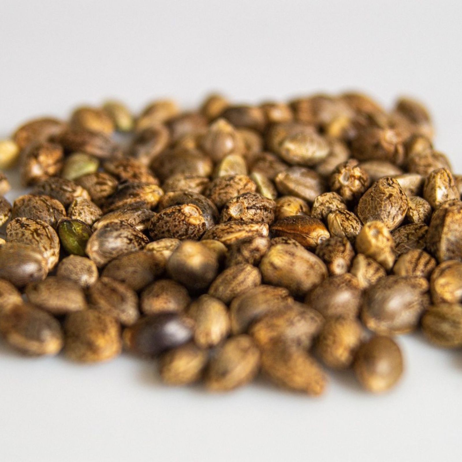 hemp cannabis seeds