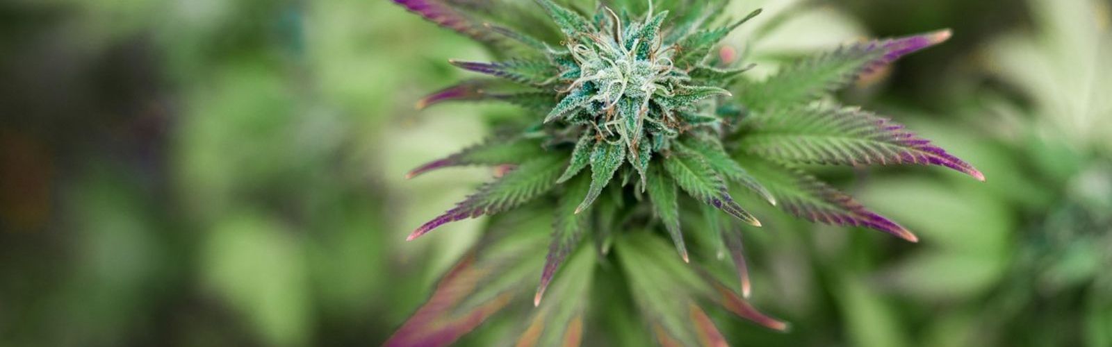 cannabis plant