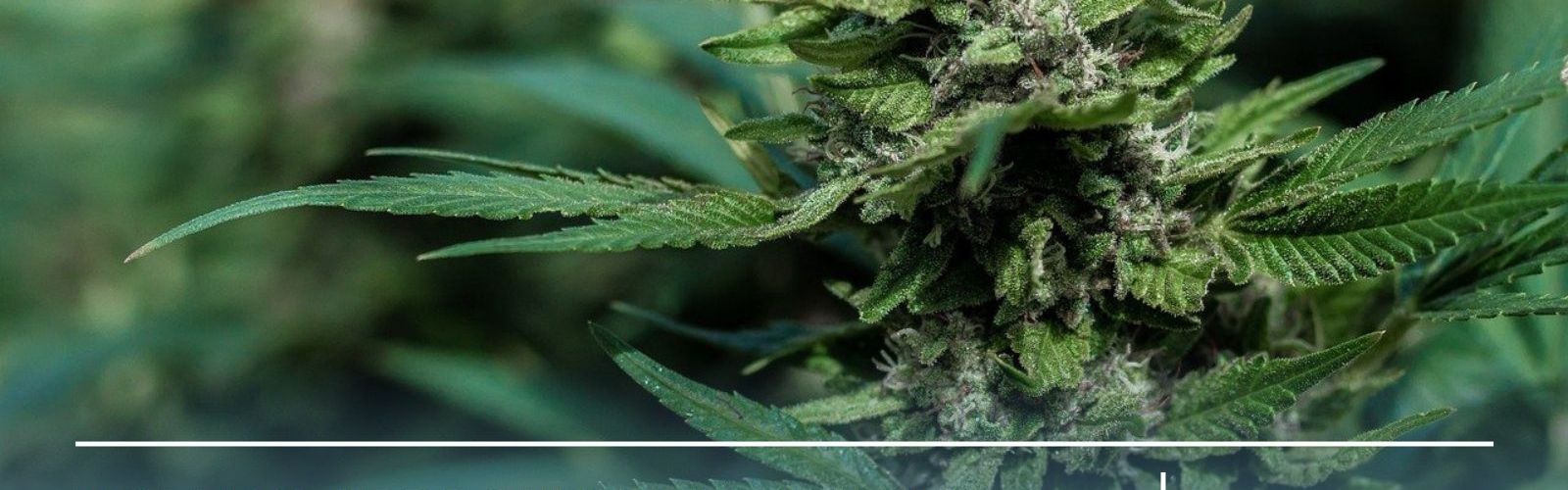 adult use cannabis legalization vote slovenia