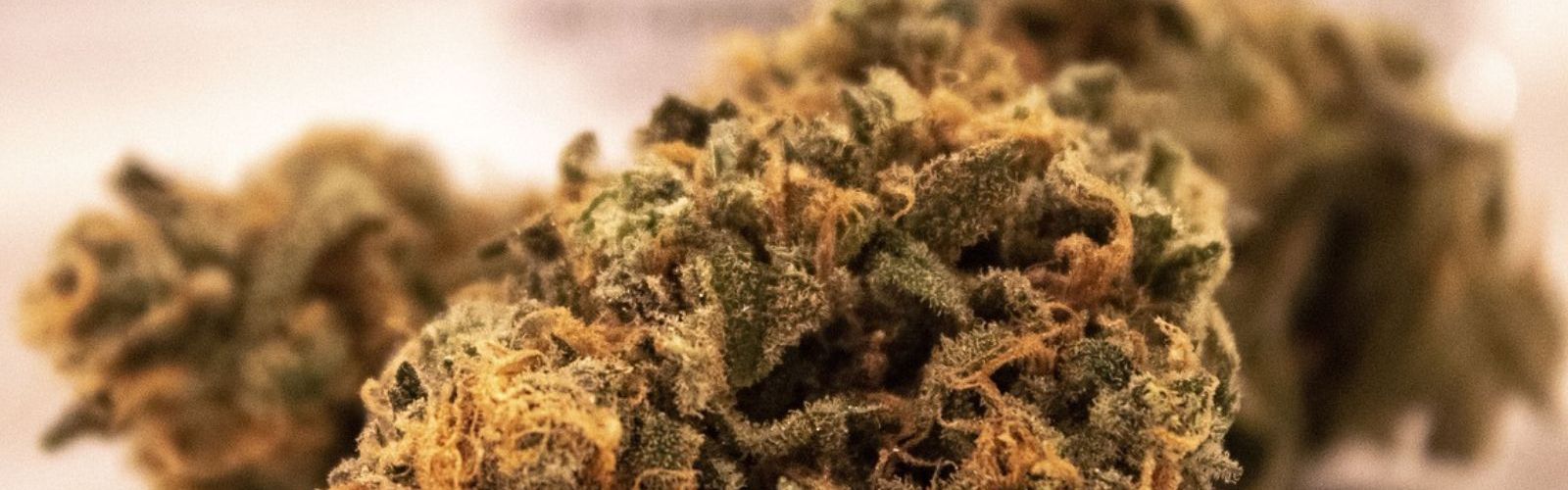 cannabis flower buds