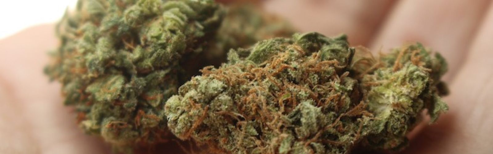 Marijuana buds in hand