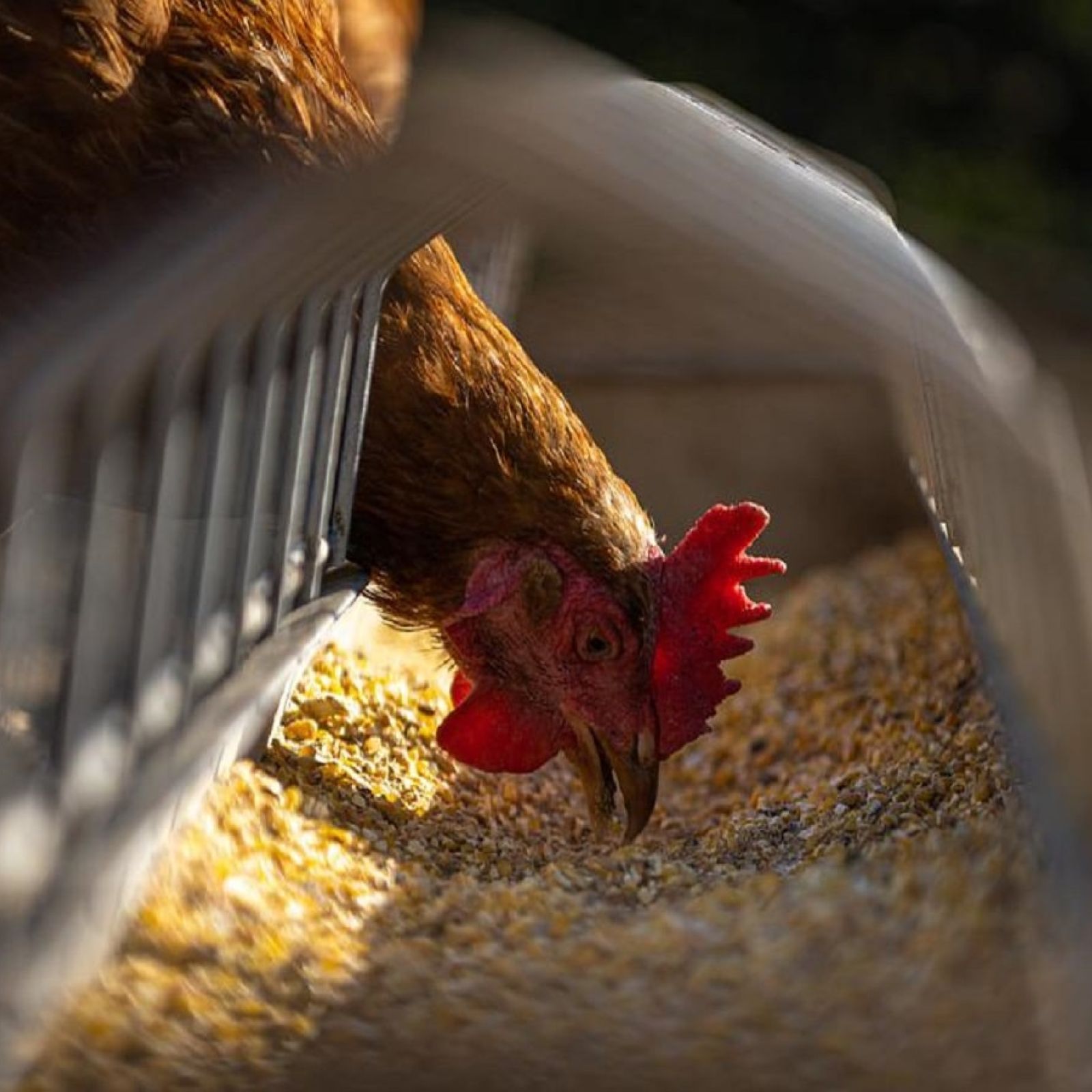 chicken