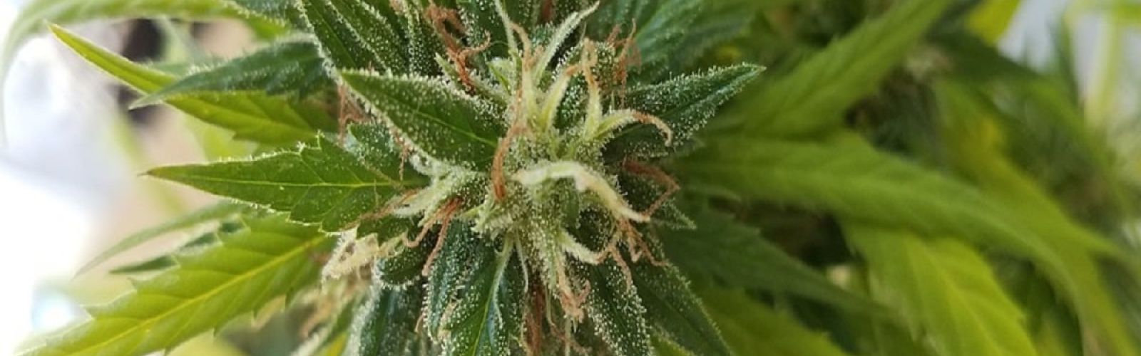 cannabis plant bud flower