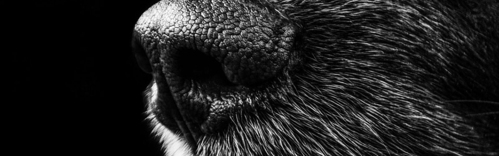 Dog Nose
