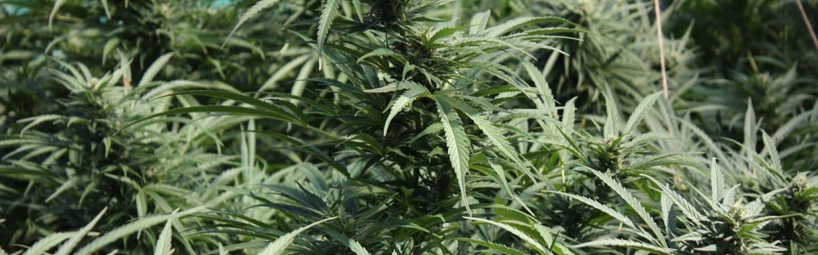 cannabis garden
