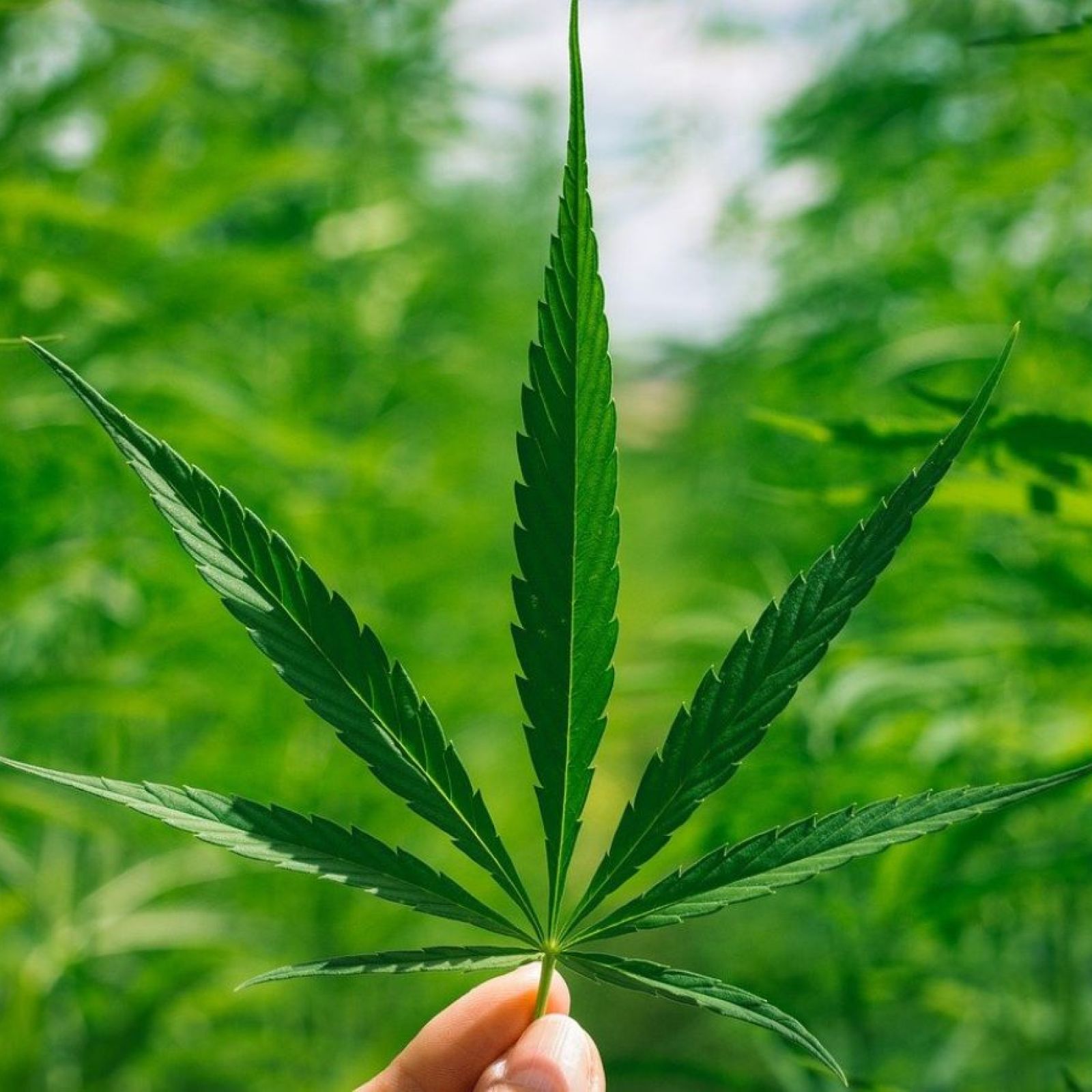 Cannabis leaf plant