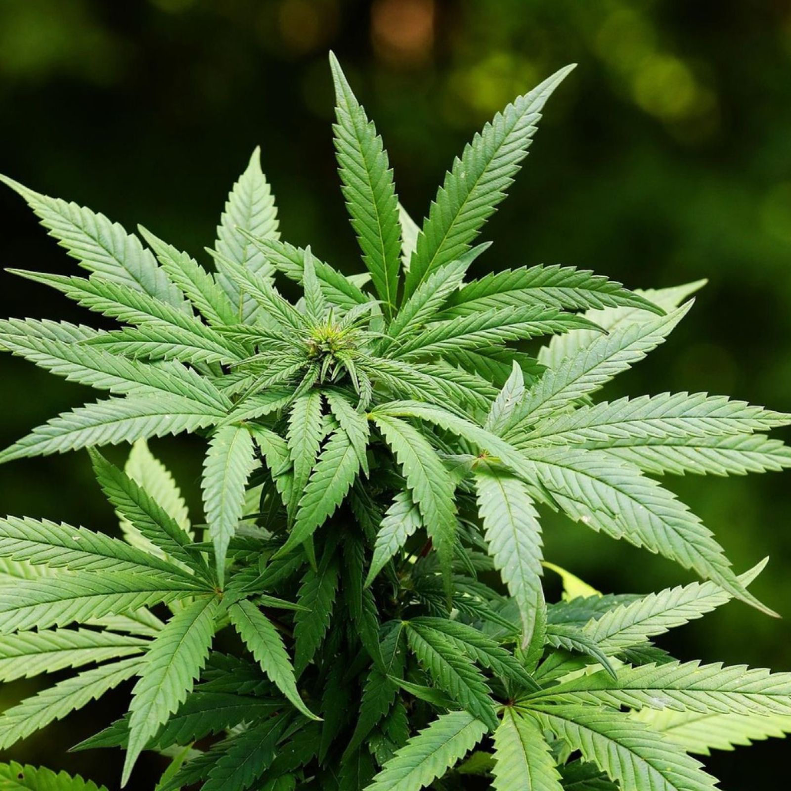 cannabis plant