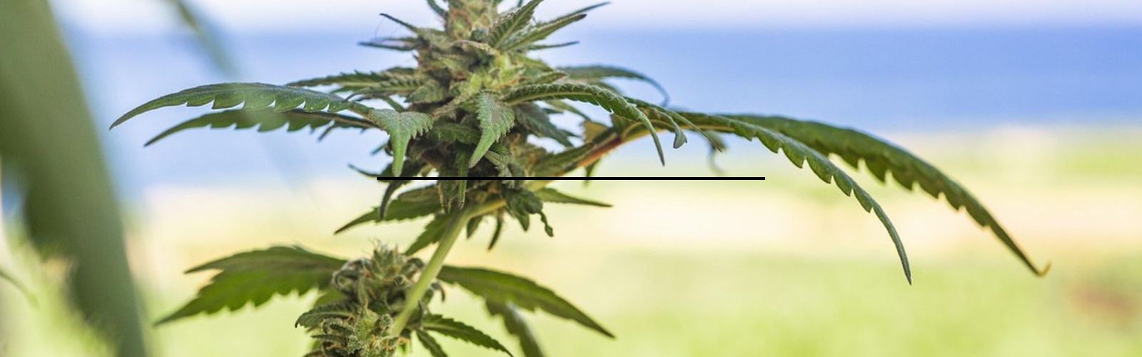 cannabis plant