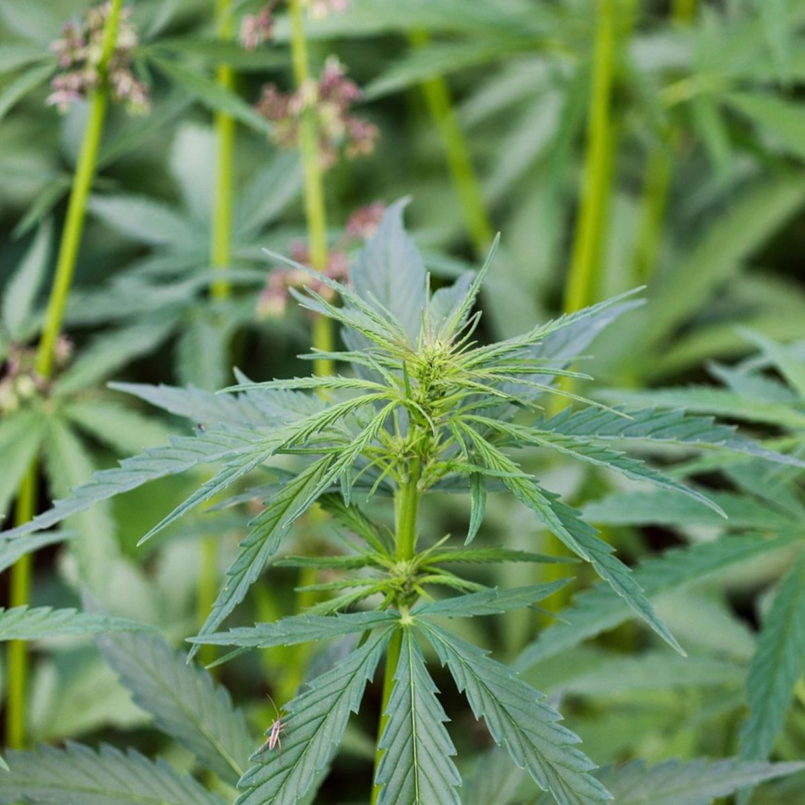hemp plant