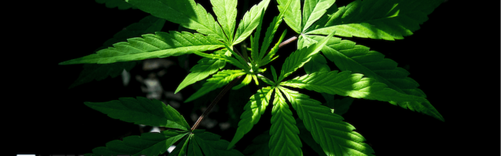 Cannabis Plant StockPot