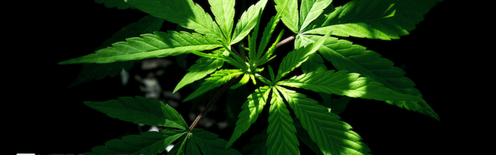 Cannabis Plant StockPot