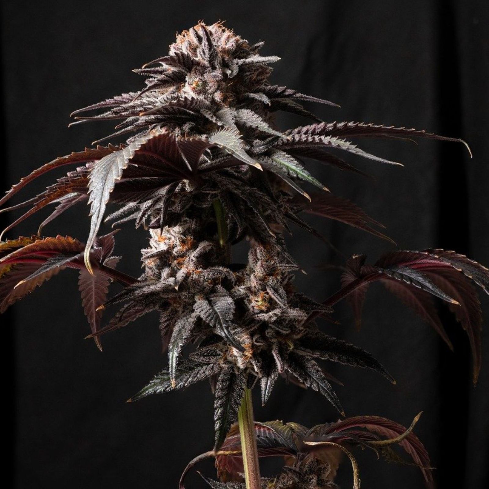 cannabis plant
