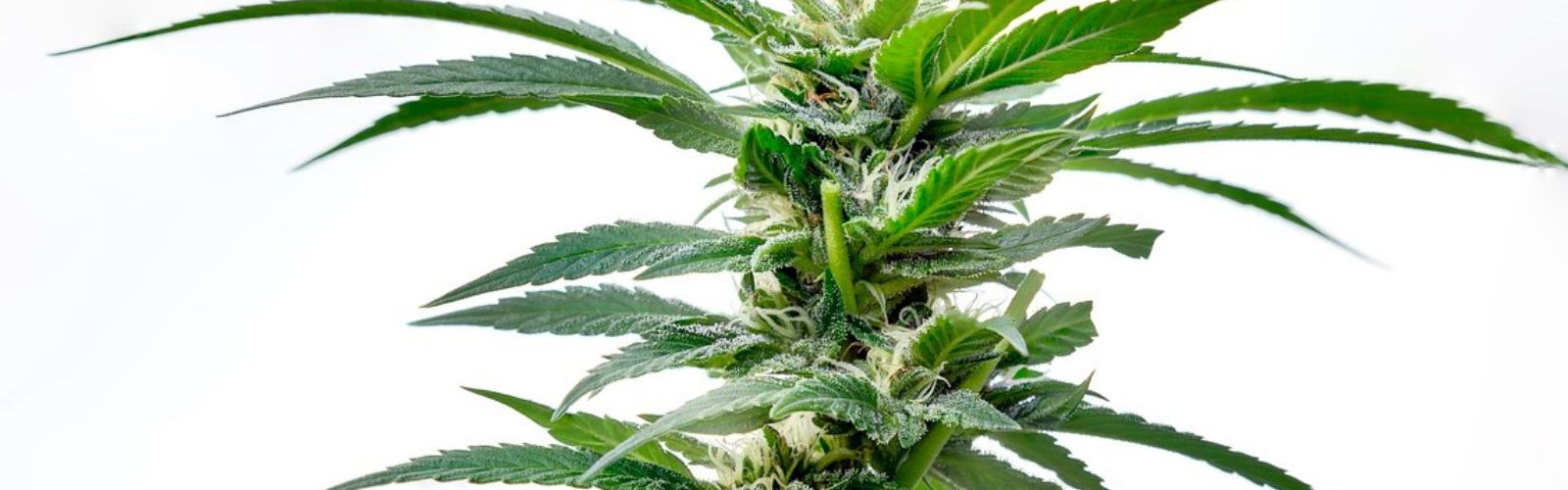 cannabis plant flower