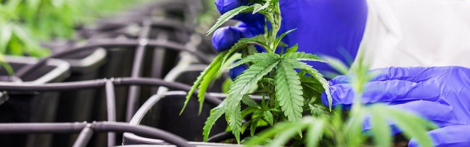 medical cannabis plants indoor garden