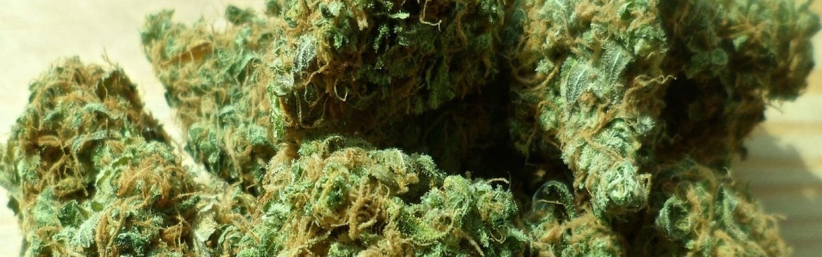 cannabis flower buds