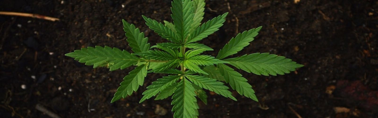 cannabis seedling plant