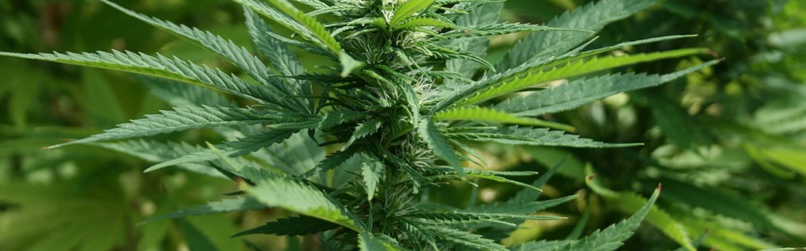 cannabis marijuana plant