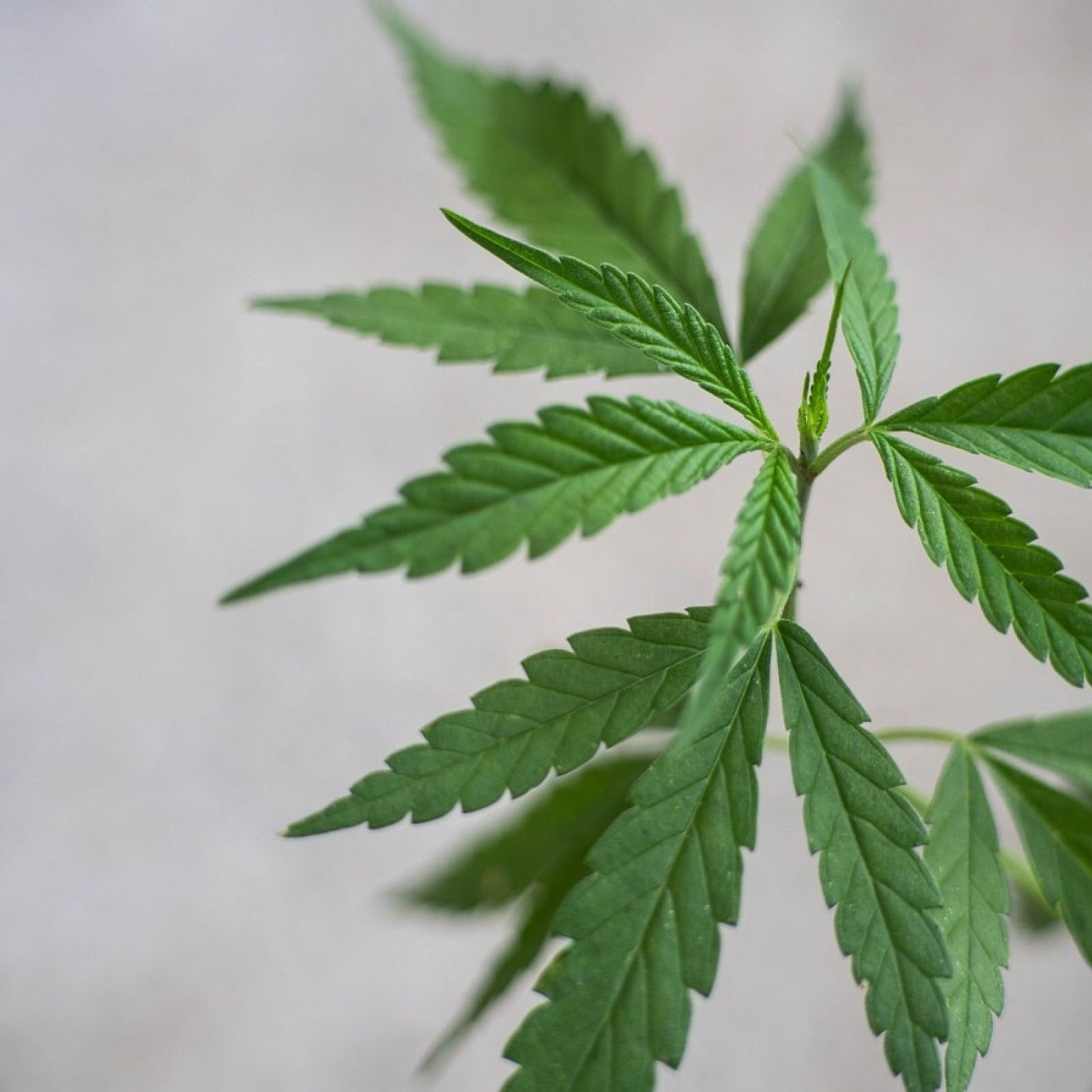 cbd hemp leaf plant cannabis