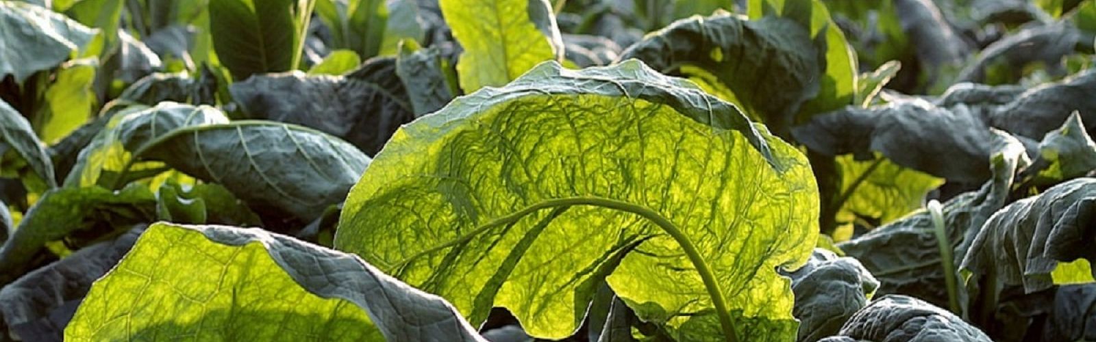 tobacco