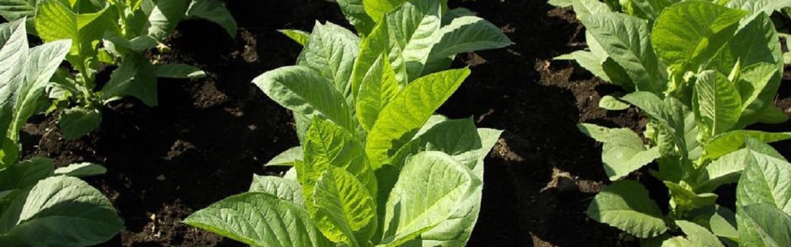 tobacco plants leaf