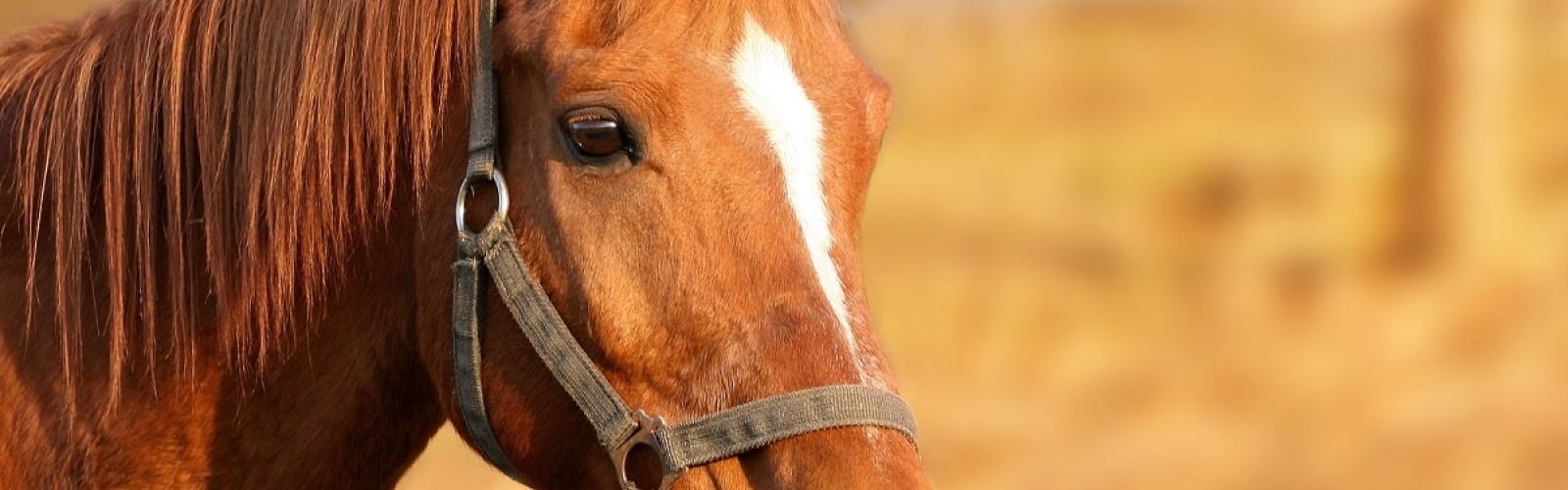 horse equine equestrian horses