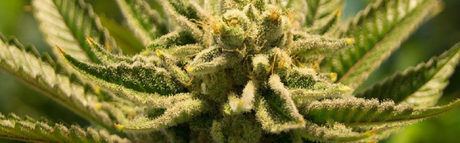 cannabis plant flower