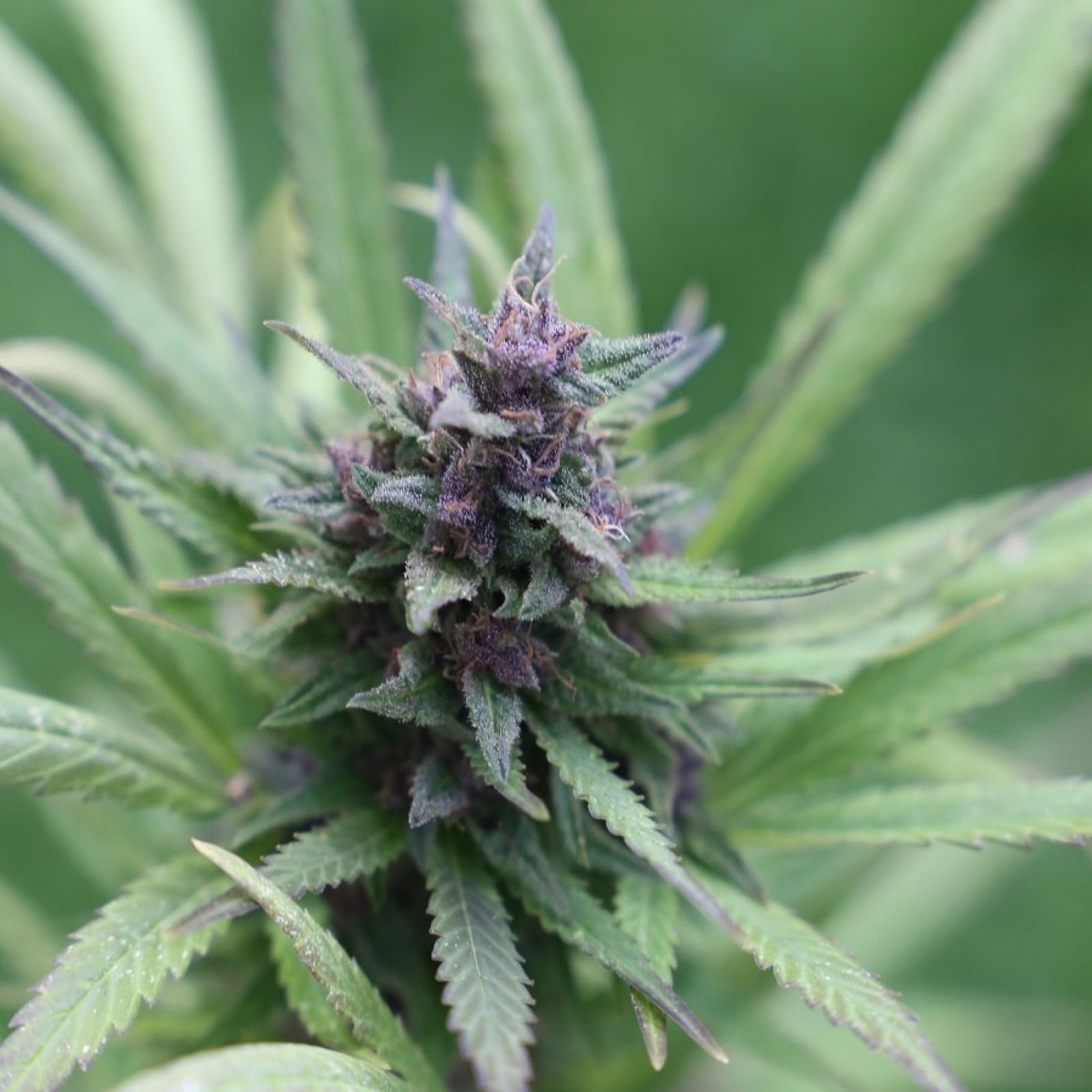 cannabis plant flower bud garden