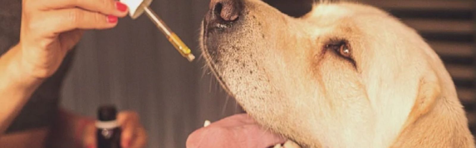 dog pet cbd cannabidiol oil
